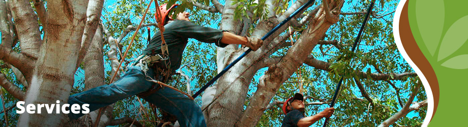 Treescapes Services